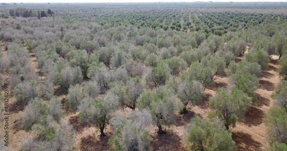 Olive trees diseased by Xylella fastidiosa in Puglia Olive trees diseased by Xylella fastidiosa in Puglia