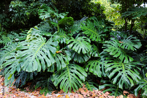 Monstera