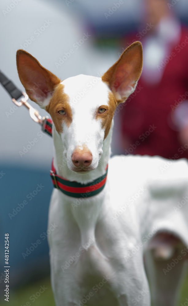 Ibizan Hound portrait , dog wearing collar