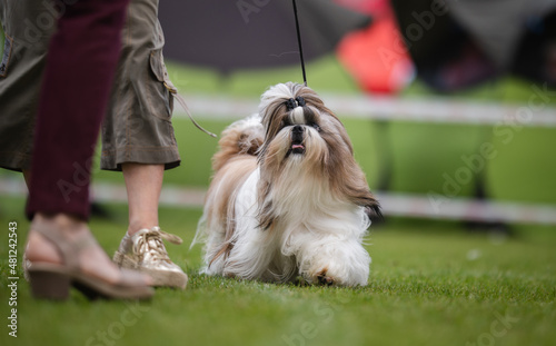 Photos shih tzu dog during a dog show