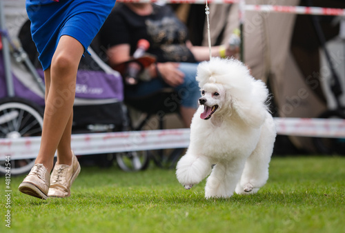 Photography poodle during a dog show portrait