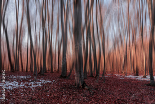 Fantastic sunset winter forest  with motion effect.