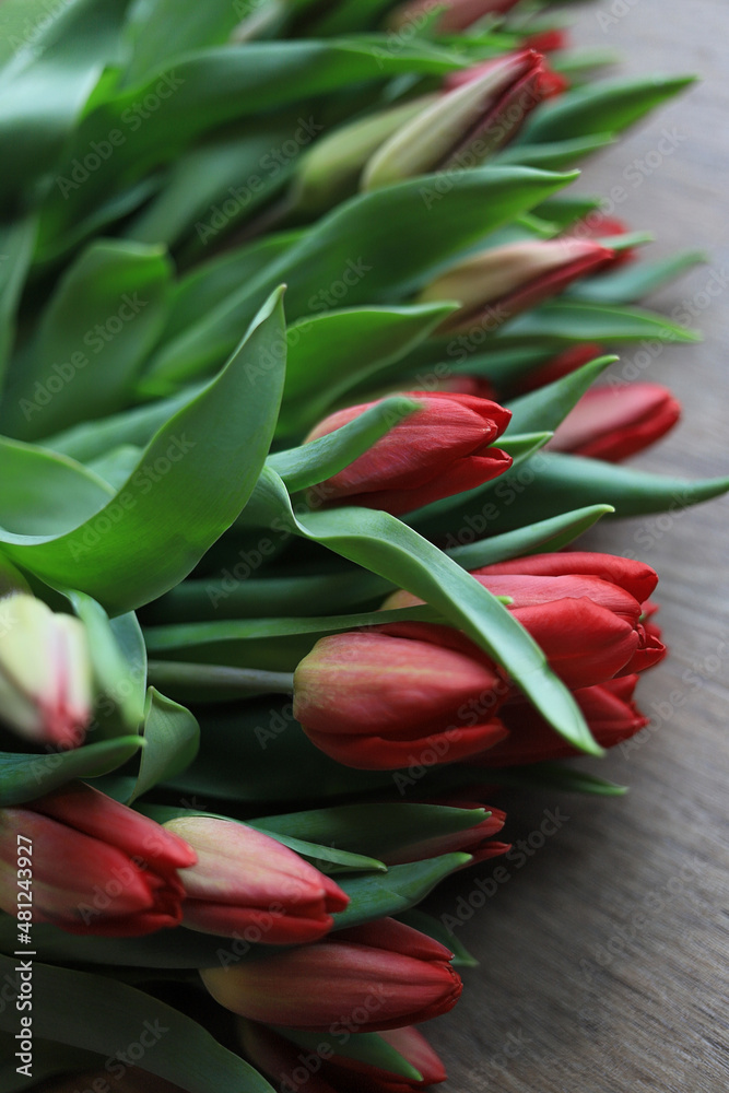 Tulips Tulips