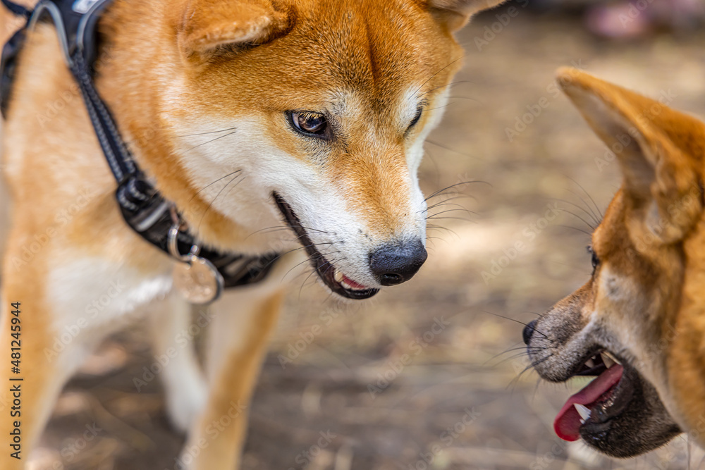 Closeup view of two red Shiba Inu dogs socializing and interacting on the park. Standing with heads and muzzles facing each other. Copy space to left.