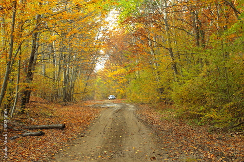 the road in the autumn forest in the mushroom season © Константин Ковалевск