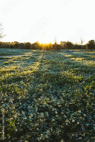 Sunrise seen from the ground among white wild flowers. photo