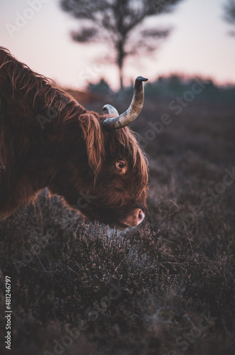 scottish highland cow
