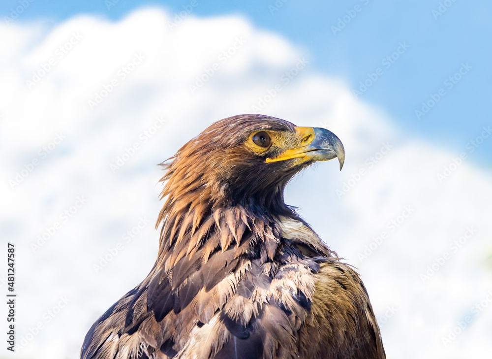 The portrait of The Golden Eagle (Aquila chrysaetos) on a blue background The portrait of The Golden Eagle (Aquila chrysaetos) on a blue background