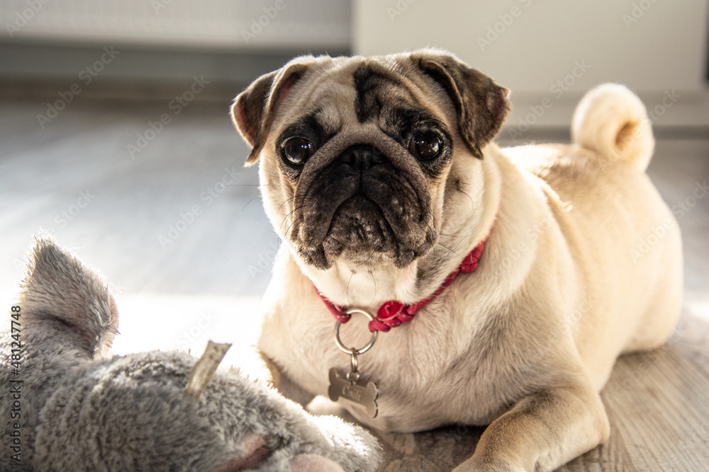 pug, dog, animal, puppy, pet, dog, cute, breed, bulldog, white, isolated, grass, portrait, pets, mammal, purebred, pug, small, sitting, brown, adorable, funny, pedigree, domestic, friend happy pu