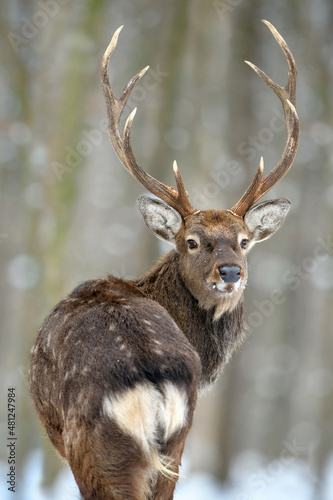 Portrait male deer looking back in the winter forest. Animal in natural habitat