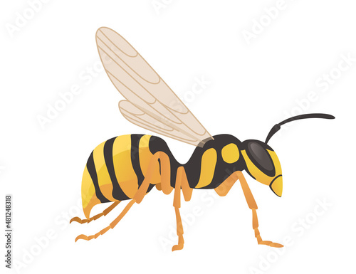 Dangerous wasp insect cartoon animal design vector illustration on white background