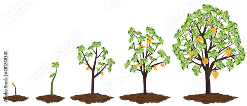 Five stages of growing money tree.