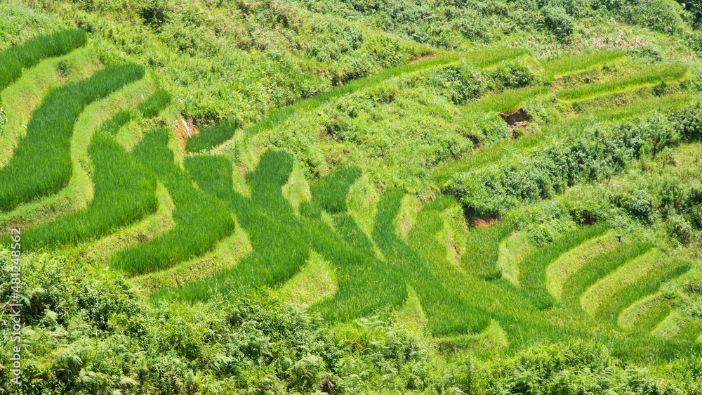 Beautiful aerial view of rice terraces. Sapa, Vietnam.