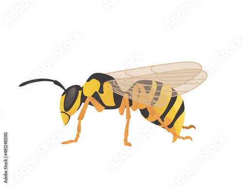 Dangerous wasp insect cartoon animal design vector illustration on white background