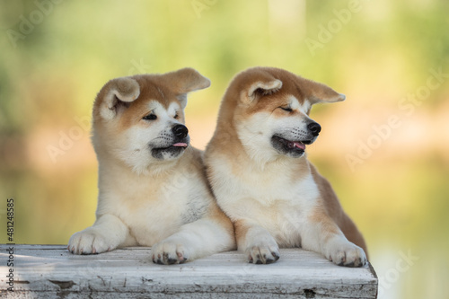 Close-up portrait of an Akita Inu puppy dog on a bright sunny summer day. Family portrait