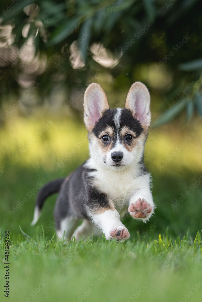 Welsh corgi pembroke puppy dog runs and plays on a bright sunny summer day. Crazy action dog