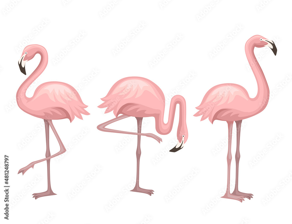 Obraz premium Cute animal, peach pink flamingo. Cartoon animal character design. Flat vector illustration isolated on white background. Flamingo standing on one leg.