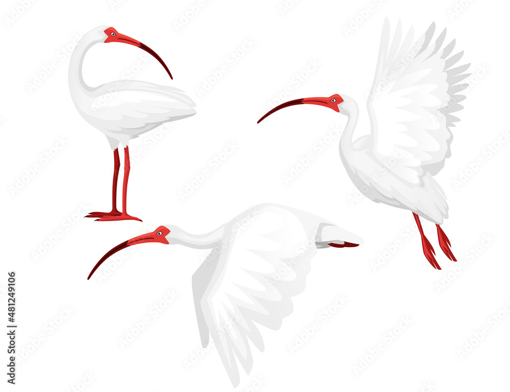 Fototapeta premium Set american white ibis head looks back flat vector illustration cartoon animal design white bird with red beak on white background side view