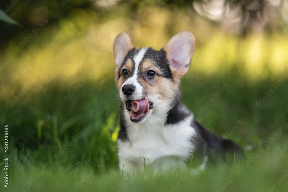Welsh corgi pembroke puppy dog yawning and resting on a cool summer day Welsh corgi pembroke puppy dog yawning and resting on a cool summer day