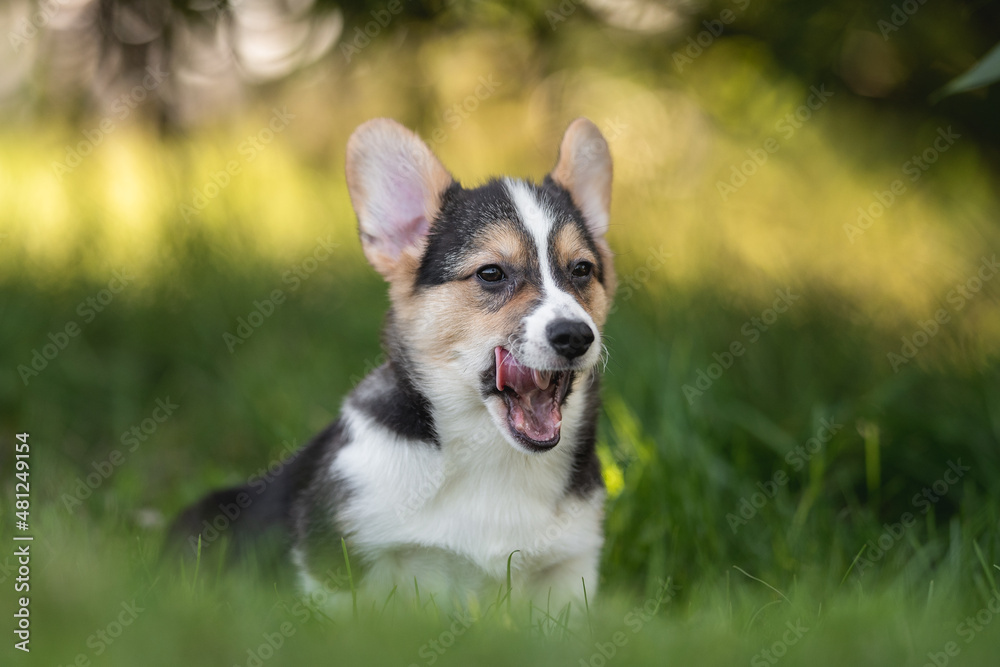 Welsh corgi pembroke puppy dog yawning and resting on a cool summer day