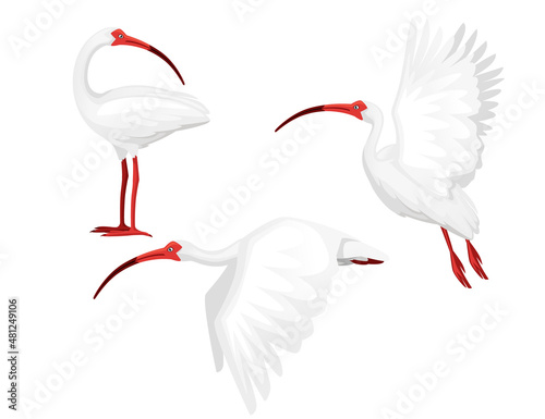 Foto Set american white ibis head looks back flat vector illustration cartoon animal