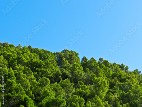 Pine tree canopy foliage and blue sky