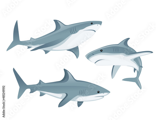 Set of shark with mouth closed giant apex predator cartoon animal design flat vector illustration isolated on white background