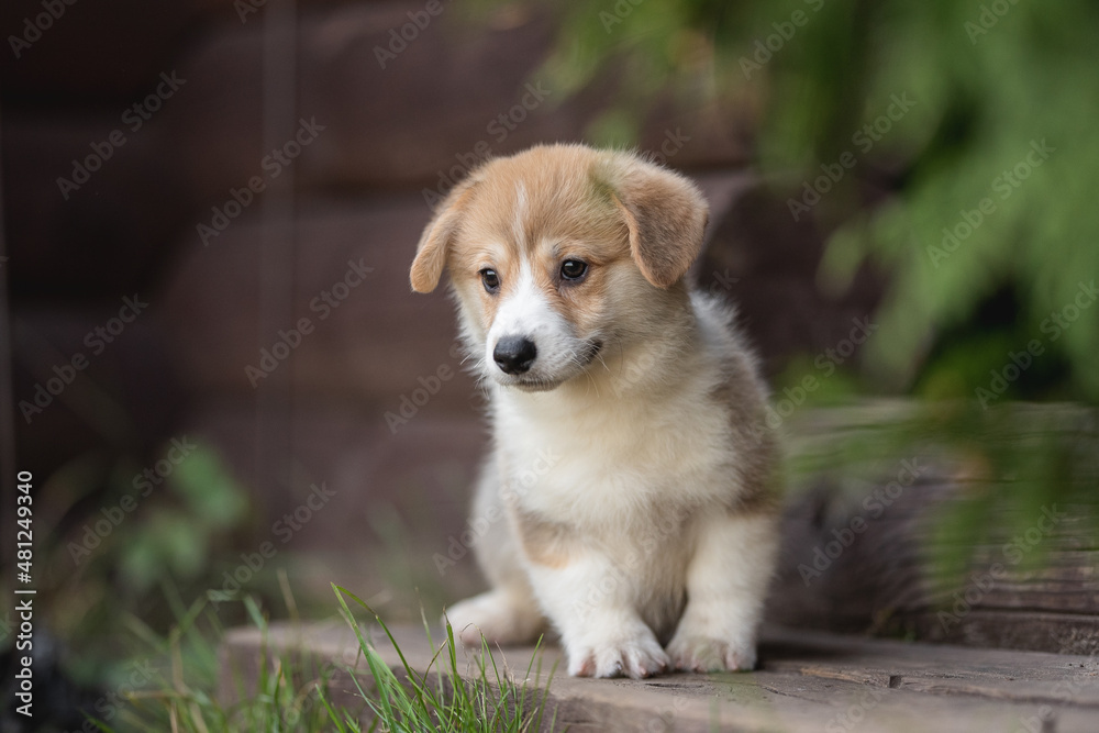 Welsh corgi pembroke puppy dog resting on a cool summer day