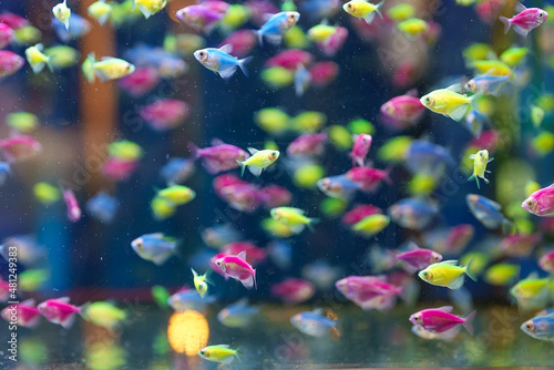 Aquarium with different colored glofish. Gymnocorymbus ternetzi. © M-Production