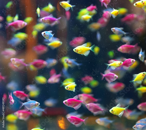 Aquarium with different colored glofish. Gymnocorymbus ternetzi.