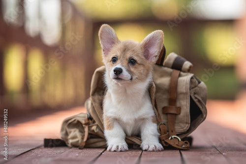 Welsh corgi pembroke puppy dog in a brown backpack on a bright sunny summer day