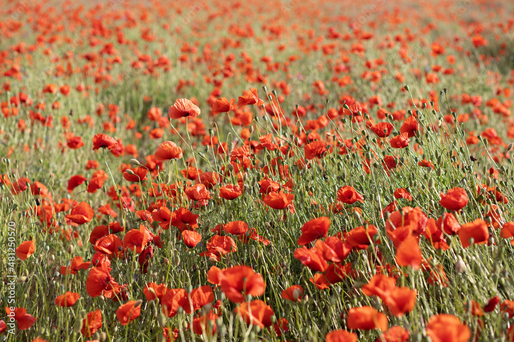 poppy poppy