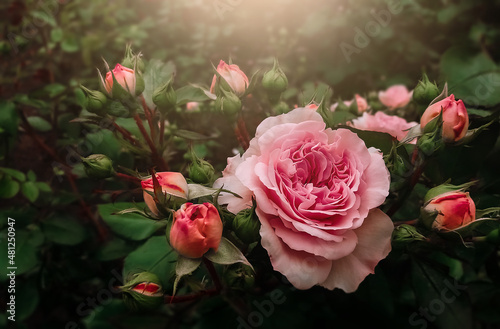 Fototapeta Blooming Pink rose flowers