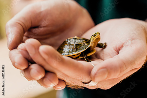 A baby tortoise sitting in man's hands