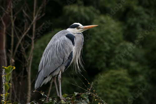 Portrait of heron standing at the top of the hedge in a public garden