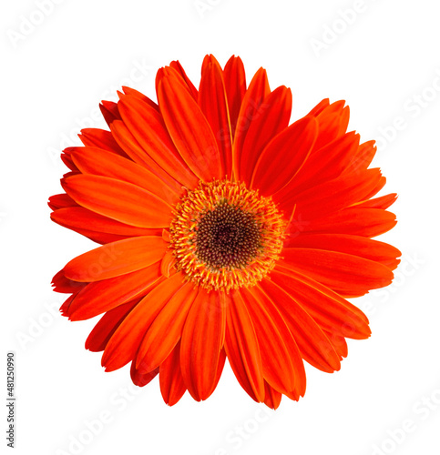 Red gerbera on a white isolated background