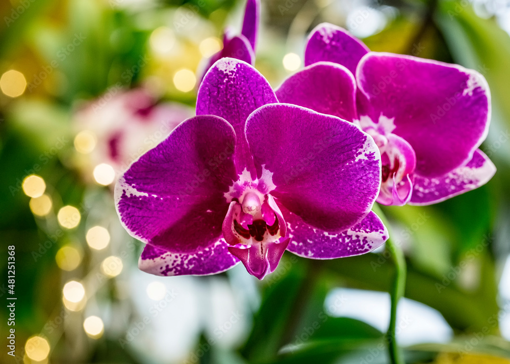 Obraz premium Beautiful pink purple white Phalaenopsis or Moth dendrobium Orchid flower in winter in home window tropical garden. Floral nature background. Selective focus.