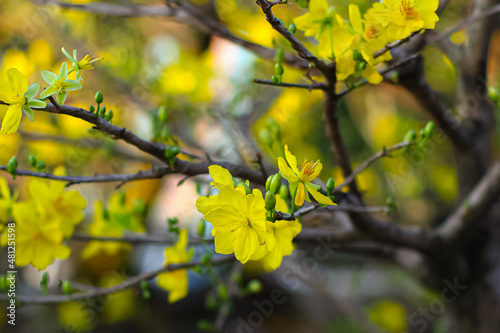 Close-up of yellow Ochna integerrima in the sunset sun in springtime lunar new year