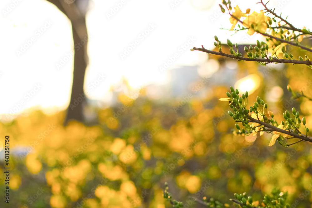 Obraz premium Close-up of yellow Ochna integerrima in the sunset sun in springtime lunar new year