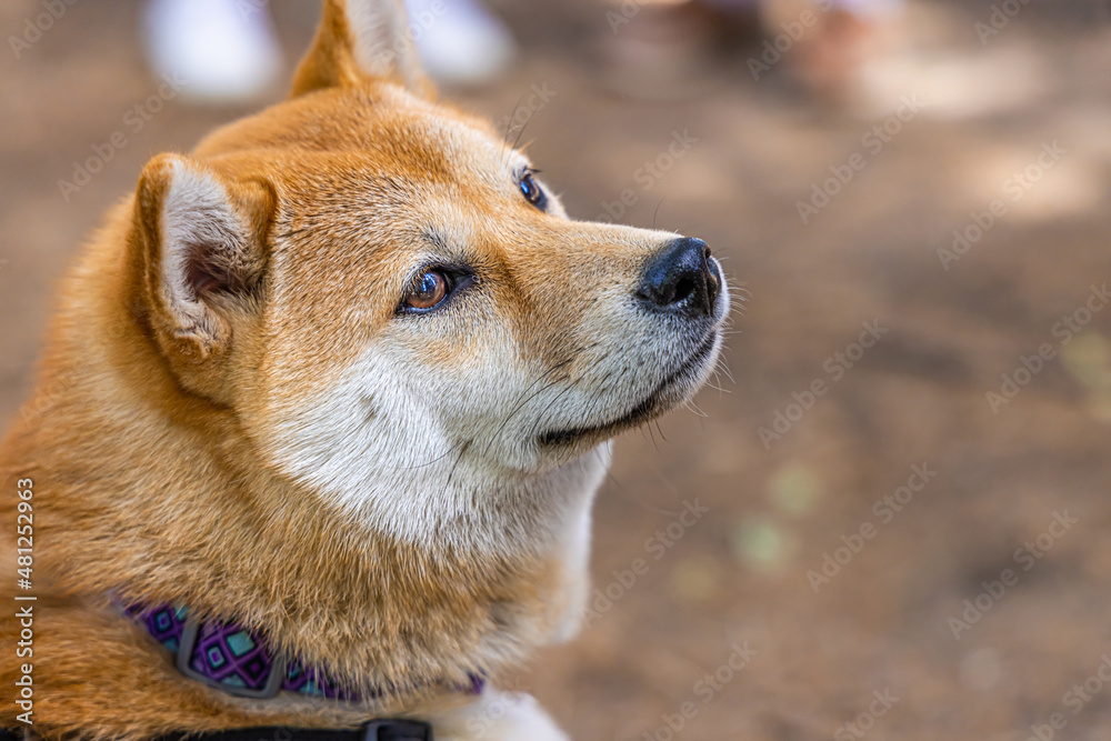 Side view on the head and snout of a cute and healthy Shiba Inu dog against a blurry park background with copy space to right. Popular Japanese breed.