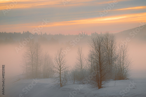 Moody fog and warm sunrise tones behind bare trees in snow. Photographed at Lake Almanor in Plumas County, California, USA during a winter sunrise.