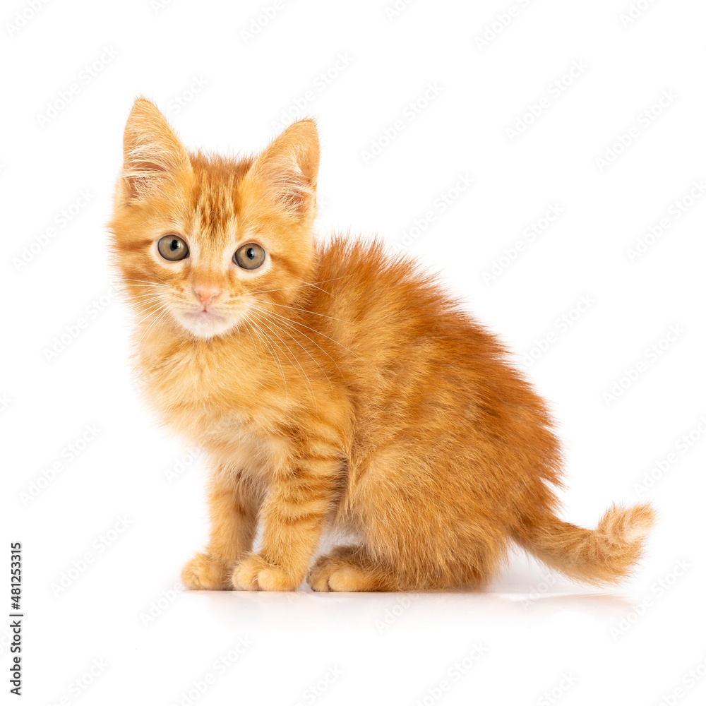 Red Ginger Cub cat portrait isolated on white.