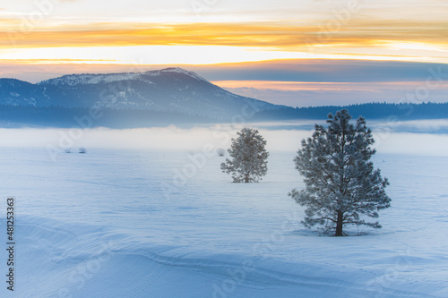 Moody fog and frost on small pines in a field of snow at sunrise at Lake Almanor in Plumas County, California, USA. 