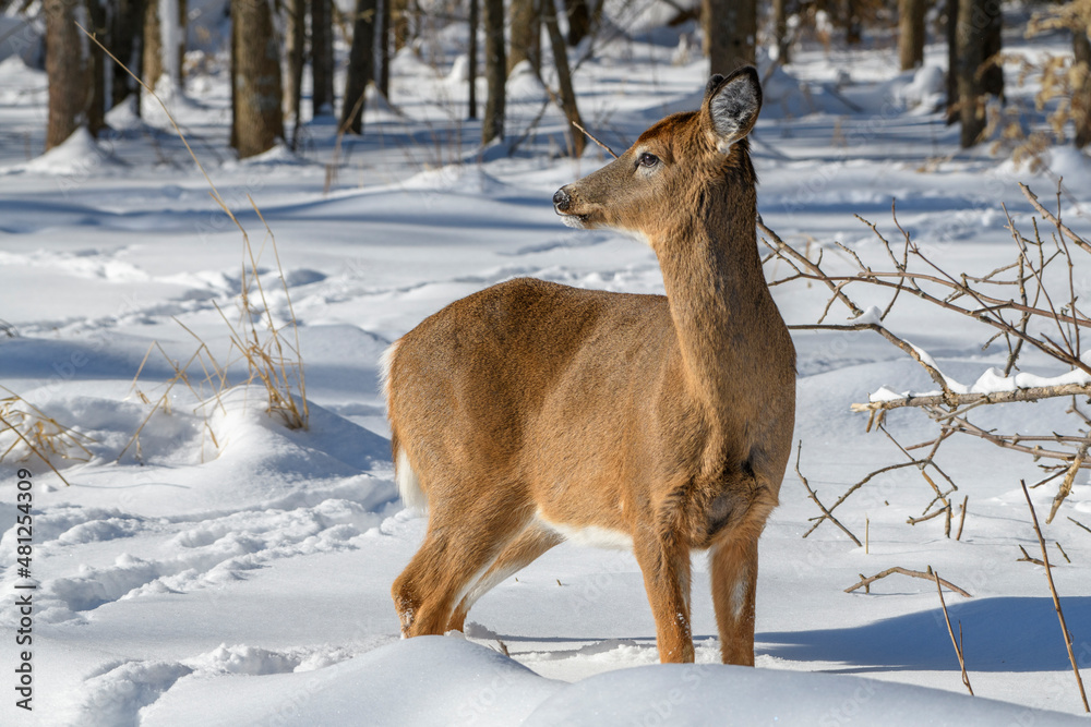 Deer in Snow 1 Deer in Snow 1