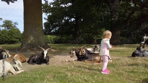 Cute little girl around 2 years old, observing a group of goats. Goats resting under the trees on a green field, at the Knuthenborg Safaripark in Denmark, and the girl walk around between them. photo