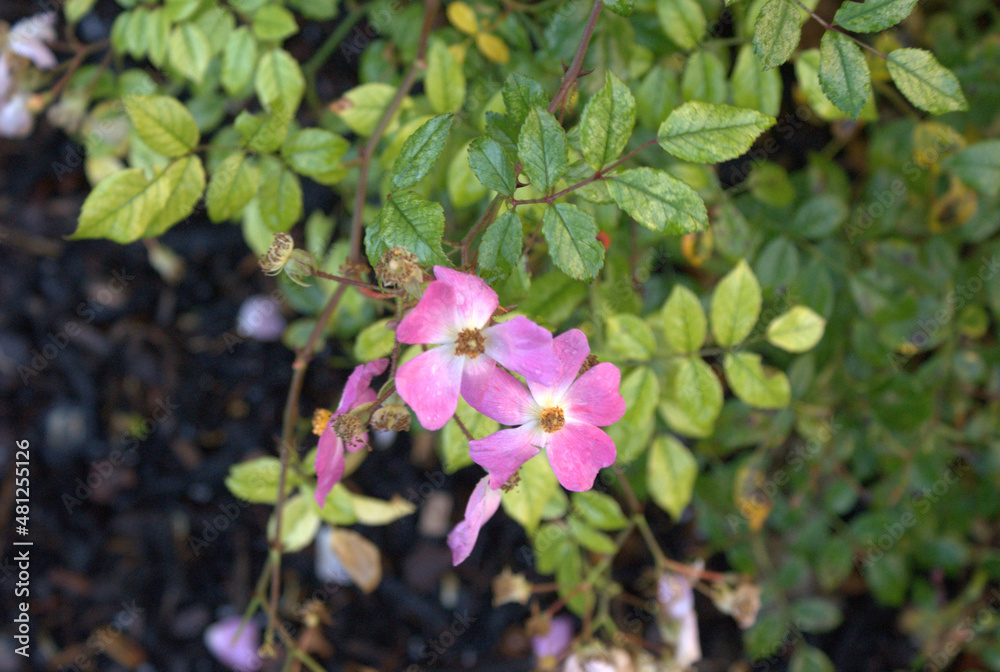 pink and white flowers pink and white flowers