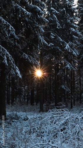 baum schnee sonne Himmel Eifel nationalpark Winter Wald weg spazieren