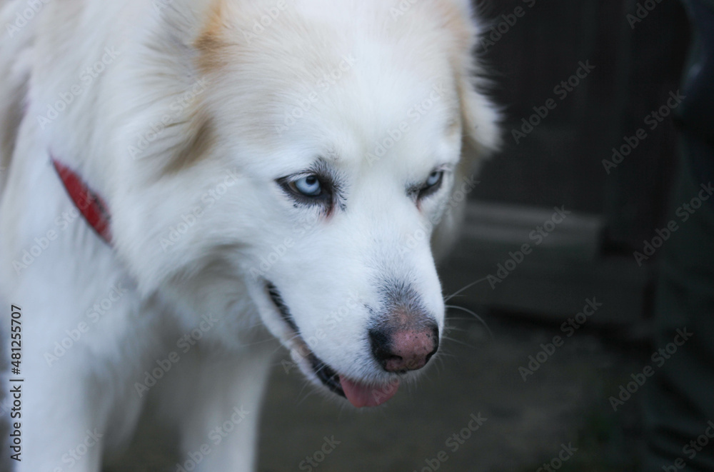 White husky dog on a dark blurred background White husky dog on a dark blurred background