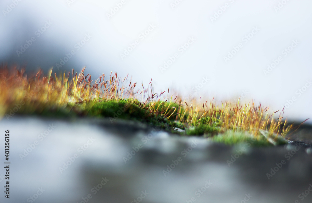 first, spring shoots of green grass and moss 