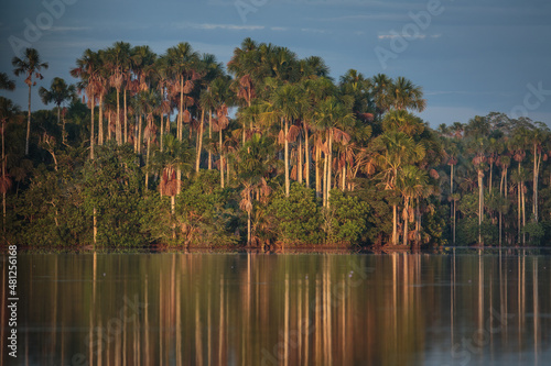 Landscape of the Amazon jungle, in Lago Sandoval, Tambopata, Peru photo